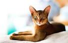 Oldest Cat Breed: The Perfect List to Choose from