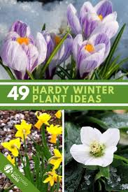 Best winter flowers for pots. 49 Of The Best Winter Plant Ideas 27 Is Perfect Cold Weather Flowers Outdoor Winter Plants Winter Plants