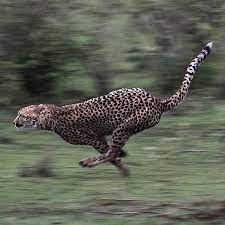you have got to be a good photographer to catch this unbelievably fast animal perfect shot by mz images follow animals animals beautiful wild cats