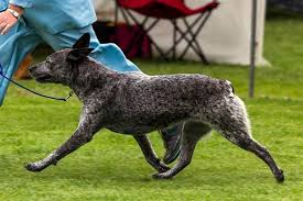We did not find results for: Australian Stumpy Tail Cattle Dog Dog Breed Information American Kennel Club
