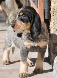 The basset bleu de gascogne is a french hunting dog. Griffon Bleu De Gascogne Vs Broholmer Breed Comparison