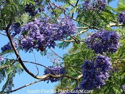 Small florida native tree or a large shrub, endemic to florida within the u.s. Jacaranda Tree