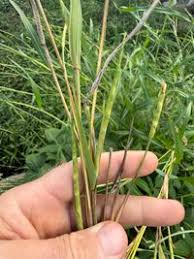 Image result for Rottboellia