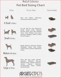 66 experienced amstaff growth chart