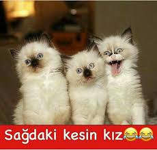 Mert Ekiz Adli Kullanicinin Fikra Karikatur Bos Sozler Panosundaki Pin Komik Kedi Resimleri Komik Seyler Komik Filmler