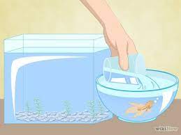 How To Clean A Betta Fish Tank Betta Fish Tank Fish Tank Cleaning Beta Fish Tank