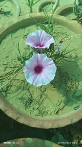 Image result for Ipomoea bolusiana