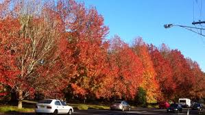 Forest Lake Petition Calls For Halt To Exotic Tree Planting The Courier Mail