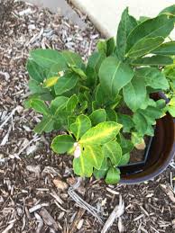 It's natural for limes (citrus spp.) to turn yellow and drop as they mature to full ripeness. Why Are My Lemon Tree Leaves Turning Yellow Suddenly Gardening