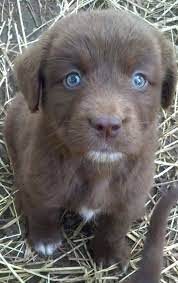 Chocolate Lab With Blue Eyes Cute Baby Animals Puppies Lab Puppies