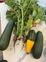 Culture of squash and pumpkins is similar to that of cantaloupe and cucumber, which are also members of the squash family. Black Spanish Radishes And Some Zucchini Vegetablegardening