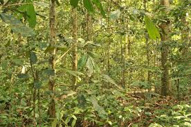 Image result for Gilbertiodendron dewevrei