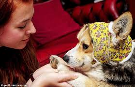 Indy the Corgi gets ear bitten off by a German pointer at RSPCA dog show