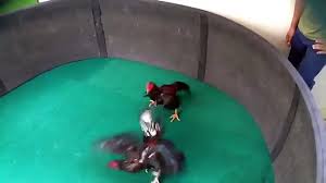 Agen sabung ayam online — di indonesia sabung ayam sangatlah populer, namun tahukah untuk sabung ayam sv388 memiliki 3 jenis ayam terpopuler ? J A W I L Birma Vietnam Bangkok Sold Citraland Surabaya Video Dailymotion