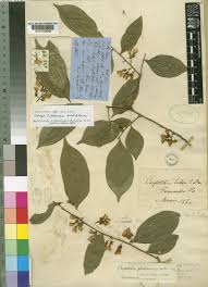 Image result for Carpolobia goetzei