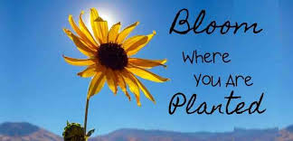 Bloom where you're planted ever heard of this phrase? How To Bloom Where You Are Planted Ifitbringsyoujoy