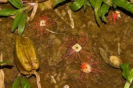 Image result for Lecythidaceae