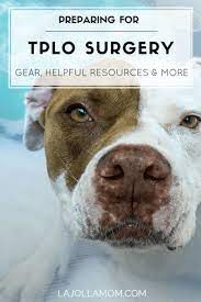 How To Prepare For Dog Tplo Surgery Gear Resources La Jolla Mom Dog Training Obedience Dog Training Tips Dog Care