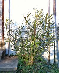 So filigran und zerbrechlich der oleander auch von seinem äußeren her wirkt, er kann einiges aushalten und gilt als besonders widerstandsfähig faustregel beim ausräumen besagt: Oleander Uberwintern Oleander Haus