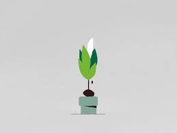 Plant Motion Graphics Design Animation Design Cool Animations