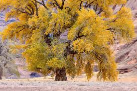 Maybe you would like to learn more about one of these? Cottonwood Tree Stock Photo Picture And Royalty Free Image Image 9171613