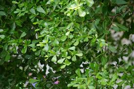 Image result for Terminalia mantaly