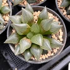 Image result for Digitaria atrofusca