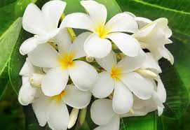 Ma è nel bianco e nella luminosità dei fiori bianchi che le nostre composizioni vengono valorizzate maggiormente, grazie anche ad una loro accesa visibilità. Elenco Dei Fiori Piu Profumati Del Mondo