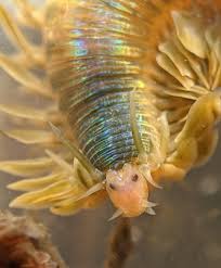 Image result for Polychaeta spp.