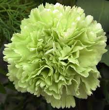 Flowers And Gardens Green Carnation Green Wedding Flowers Carnations