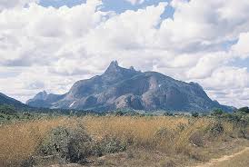 Image result for Triainolepis sancta