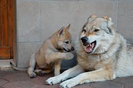 Il cane lupo cecoslovacco sembra un incrocio perfetto tra il cane e il lupo. Allevamento Cane Lupo Cecoslovacco Lupi Del Baldo