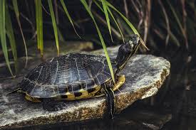 Just like many other varieties of fresh water turtles, the africa sideneck. Turtle Sounds Nature Discovery