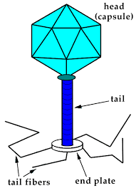 They are considered here viruses are acellular particles that lack the properties of living things but have the ability. Introduction To The Viruses