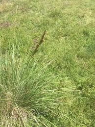 Image result for Festuca chodatiana