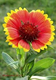 Pin On Flowers
