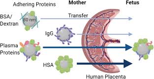 Part of the placenta develops from the tissue of the mother's uterine wall, while another part develops from the fetus' own tissue. Plasma Proteins Facilitates Placental Transfer Of Polystyrene Particles Journal Of Nanobiotechnology Full Text