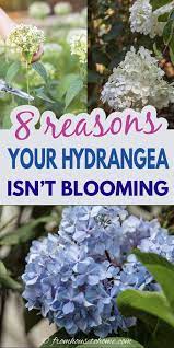 Why Are My Hydrangeas Not Blooming Hydrangea Not Blooming Shade Loving Shrubs Big Leaf Hydrangea