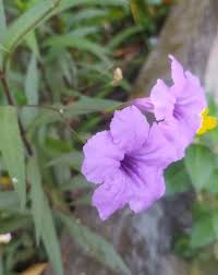 Image result for Ruellia patula
