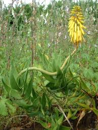 Image result for Aloe komatiensis