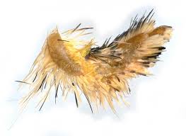 Image result for Hadena compta