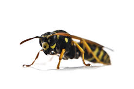 Family owned pest control and termite service company with over 30 years of experience. Pest Control Tree Service Keller Pest Control Of Northern Michigan