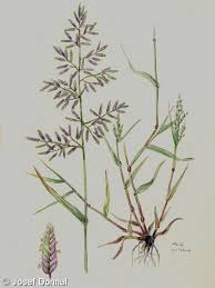 Image result for Eragrostis minor