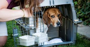 Beagle mix kitten adoption beagle pets animals dog photography dog adoption rescue dogs save animals. Lab Dog To Lap Dog Research Animals Get New Lease On Life
