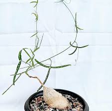 Image result for Adenia kirkii