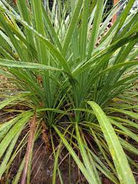We did not find results for: Spiky Green Plant