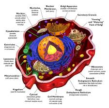 These are the organelles found in most animal cells The Amazing Single Human Cell Cells Project Cell Biology Notes Animal Cell