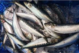 How Does Including Sardine In Your Pregnancy Diet Help With Neonatal Development Pregnantplate