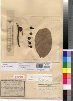 Image result for Caloncoba crepiniana