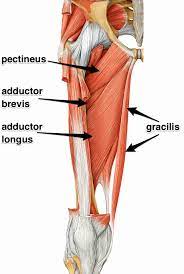 The groins slope outwards and upwards from the central pubic region and includes an obvious crease when the hip is flexed. The Adductor Muscles Their Attachments And Actions Yoganatomy